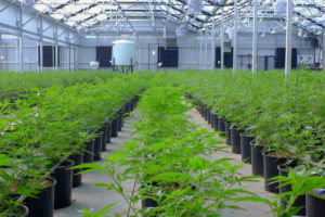 Medical Marijuana Grower Solutions